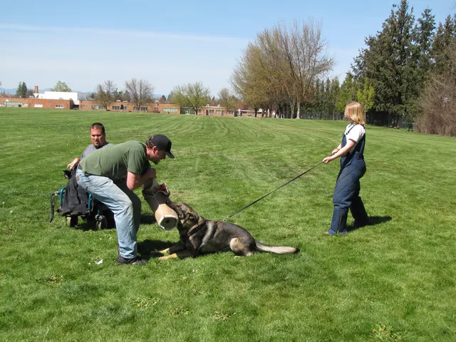 Working dog and handler during RVSC April 18, 2009 club training — photo 07