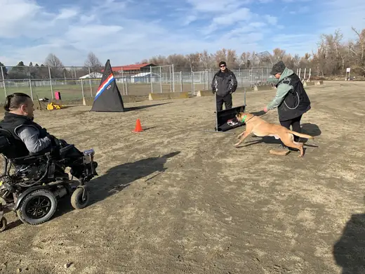 Working dog practicing controlled handler engagement during RVSC club training on December 5, 2018 — photo 02