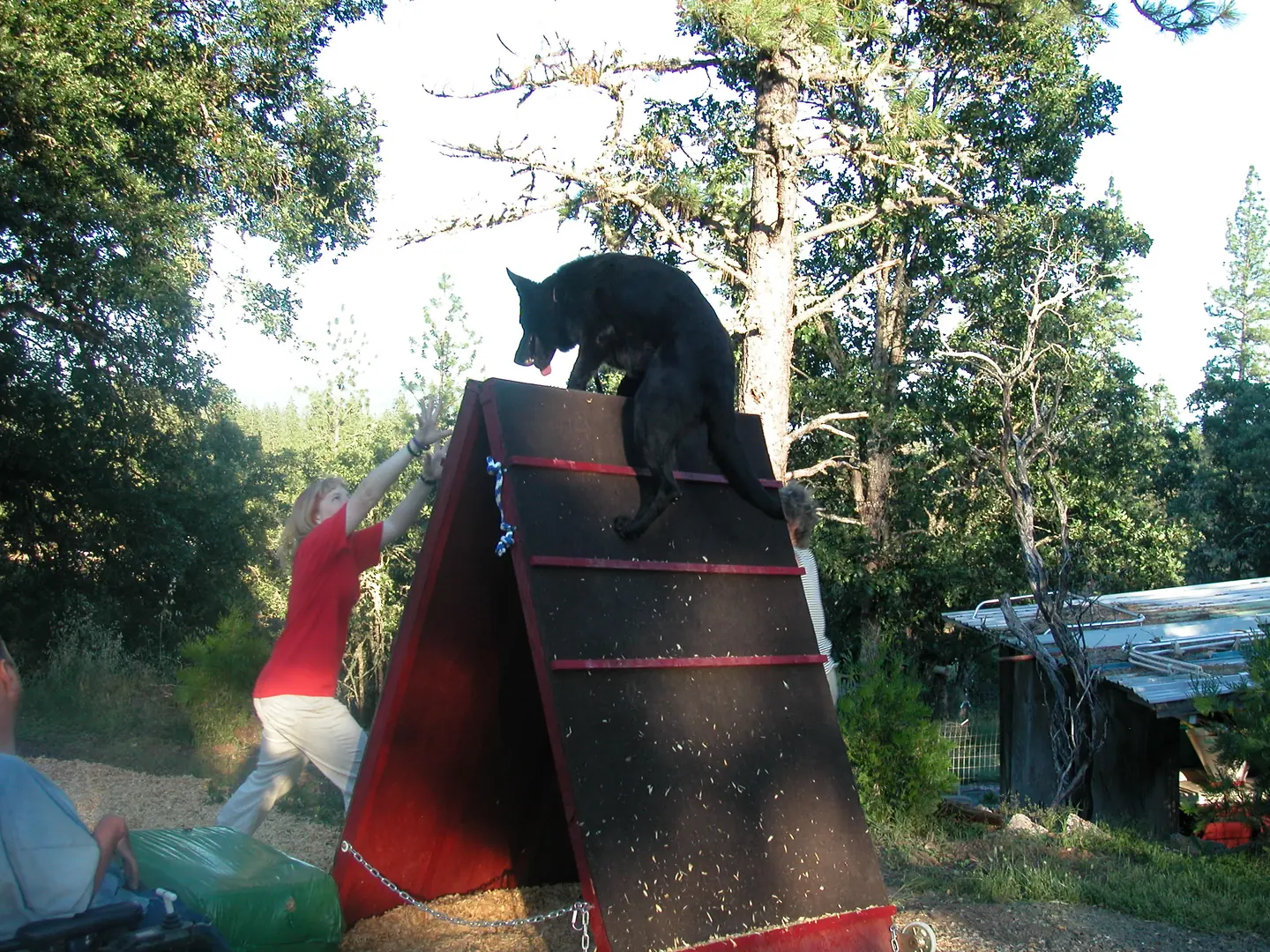 German Shepherd building confidence on a training wall during RVSC club work in January 2008 — photo 05