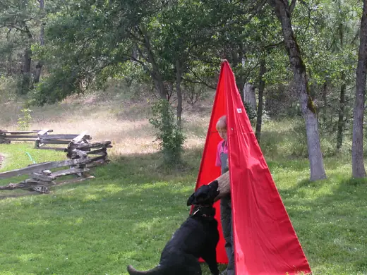 German Shepherd practicing blind work during RVSC club training in January 2008 — photo 01