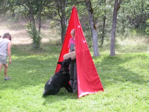 German Shepherd practicing blind work during RVSC club training in January 2008 — photo 02