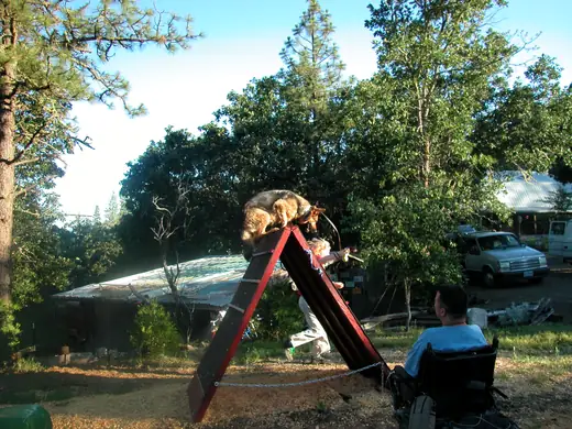 German Shepherd building confidence on a training wall during RVSC club work in January 2008 — photo 01