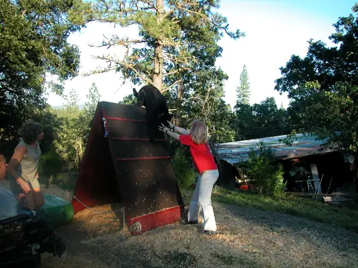 German Shepherd building confidence on a training wall during RVSC club work in January 2008 — photo 03
