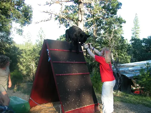 German Shepherd building confidence on a training wall during RVSC club work in January 2008 — photo 04