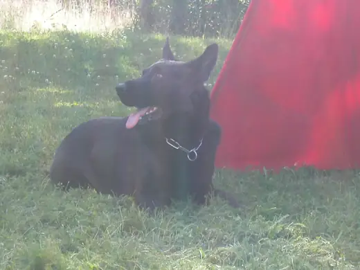 German Shepherd and handler practicing obedience and control during RVSC club training in January 2008 — photo 03