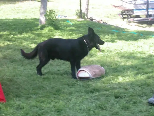 German Shepherd and handler practicing obedience and control during RVSC club training in January 2008 — photo 05
