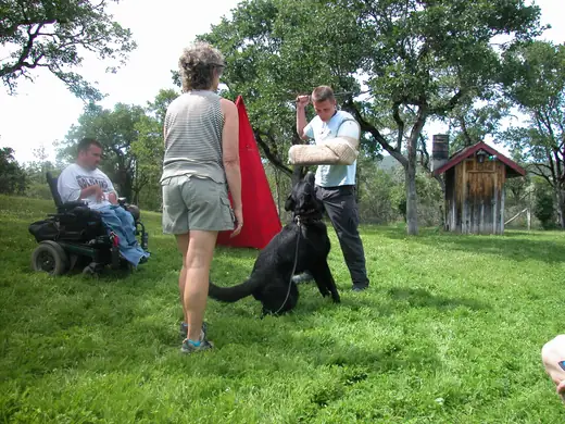 German Shepherd practicing protection foundations during RVSC club training in January 2008 — photo 02