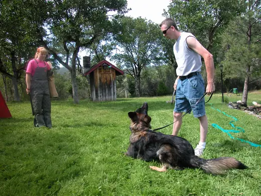German Shepherd practicing protection foundations during RVSC club training in January 2008 — photo 03