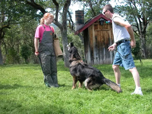 German Shepherd practicing protection foundations during RVSC club training in January 2008 — photo 04