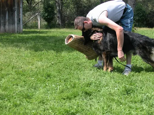 German Shepherd practicing protection foundations during RVSC club training in January 2008 — photo 05