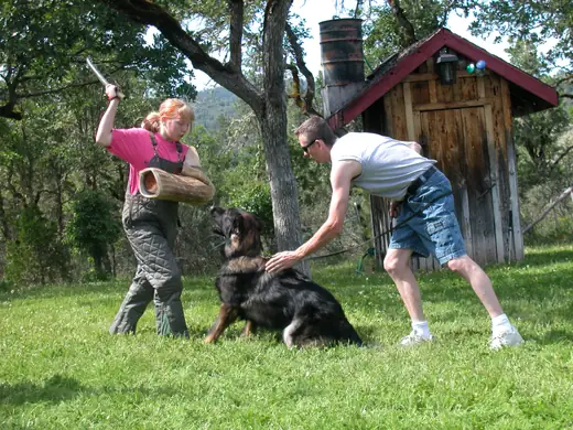 German Shepherd practicing protection foundations during RVSC club training in January 2008 — photo 06