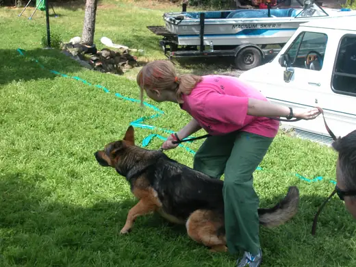 German Shepherd practicing protection foundations during RVSC club training in January 2008 — photo 07