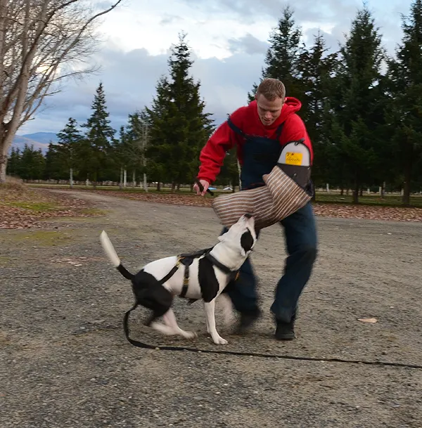 Working dog and handler during RVSC July 2011 club training — photo 01