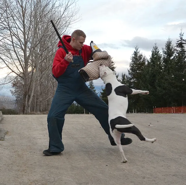 Working dog and handler during RVSC July 2011 club training — photo 06
