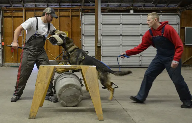 Working dog and handler during RVSC July 2011 club training — photo 07