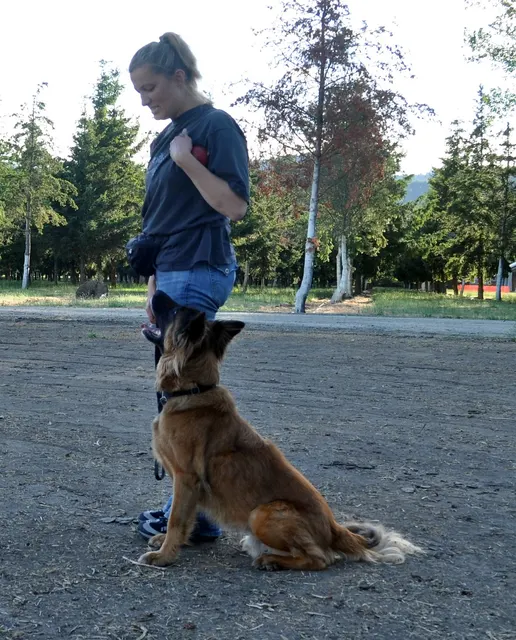 Working dog and handler during RVSC July 2011 club training — photo 10