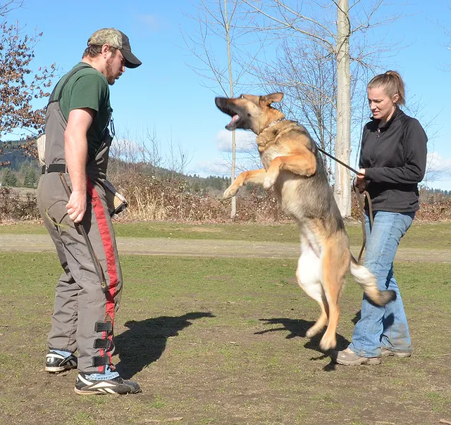 Working dog and handler during RVSC July 2011 club training — photo 12