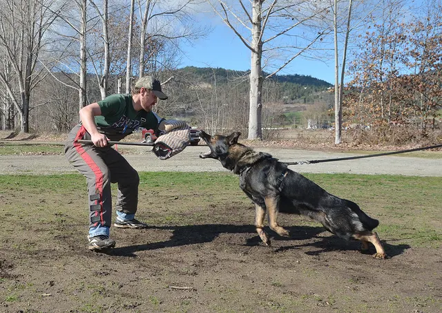 Working dog and handler during RVSC July 2011 club training — photo 14