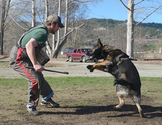 Working dog and handler during RVSC July 2011 club training — photo 15