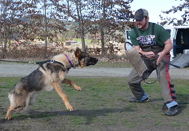 Working dog and handler during RVSC July 2011 club training — photo 16