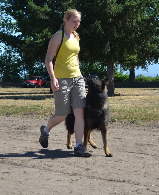 Working dog and handler during RVSC July 2011 club training — photo 17