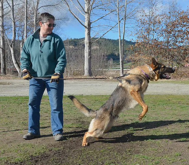 Working dog and handler during RVSC July 2011 club training — photo 18