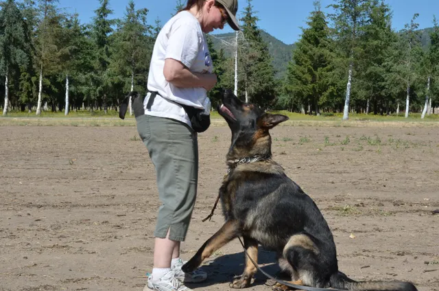 Working dog and handler during RVSC July 2011 club training — photo 21