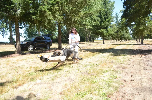 Working dog and handler during RVSC July 2011 club training — photo 22