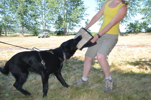 Working dog and handler during RVSC July 2011 club training — photo 25