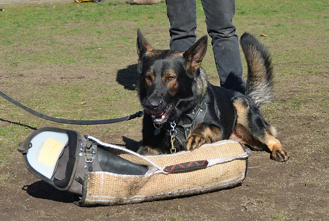 Working dog and handler during RVSC July 2011 club training — photo 26