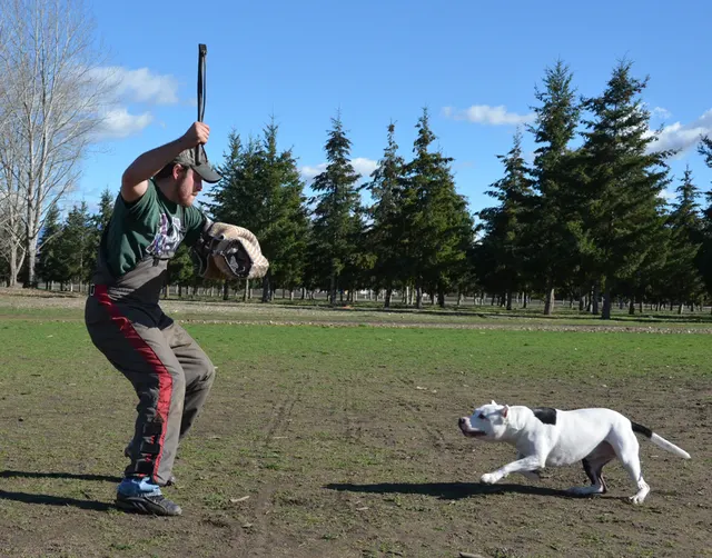 Working dog and handler during RVSC July 2011 club training — photo 28