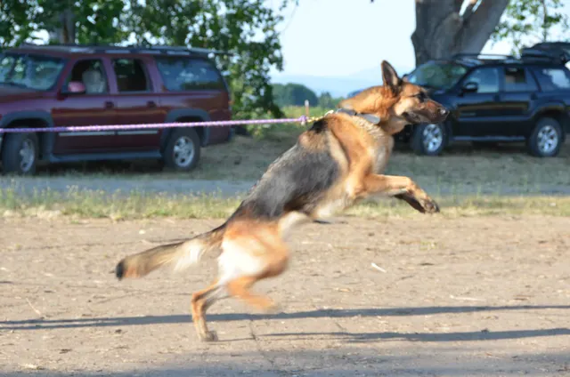 Working dog and handler during RVSC July 2011 club training — photo 31