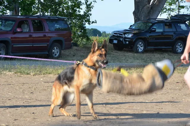 Working dog and handler during RVSC July 2011 club training — photo 32