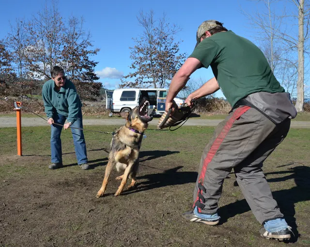 Working dog and handler during RVSC July 2011 club training — photo 33