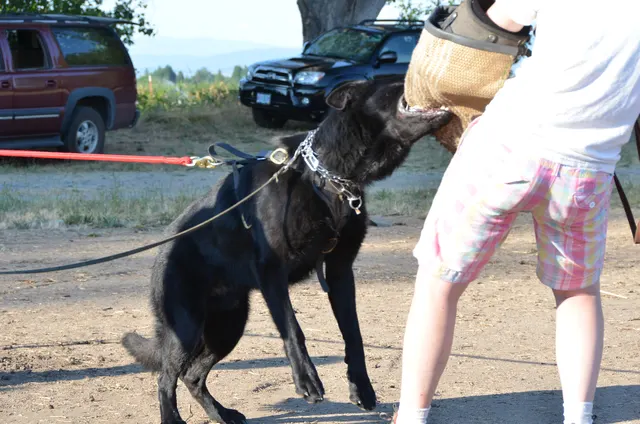 Working dog and handler during RVSC July 2011 club training — photo 34