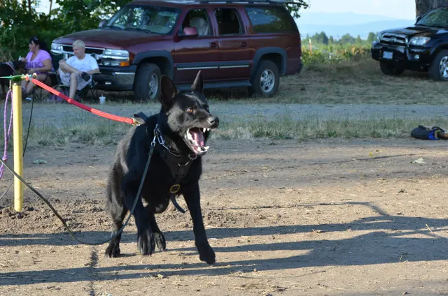 Working dog and handler during RVSC July 2011 club training — photo 35