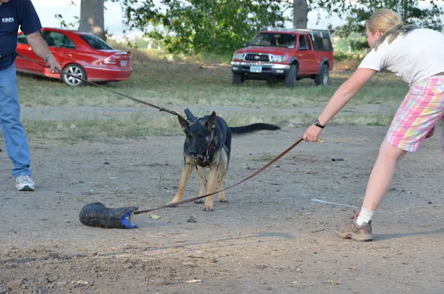 Working dog and handler during RVSC July 2011 club training — photo 36