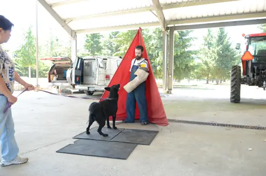 Working dog practicing controlled blind work during RVSC club training on July 7, 2012 — photo 01