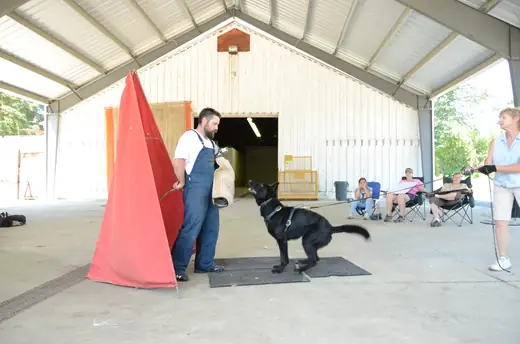 Working dog practicing controlled blind work during RVSC club training on July 7, 2012 — photo 02