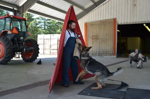 Working dog practicing controlled blind work during RVSC club training on July 7, 2012 — photo 03