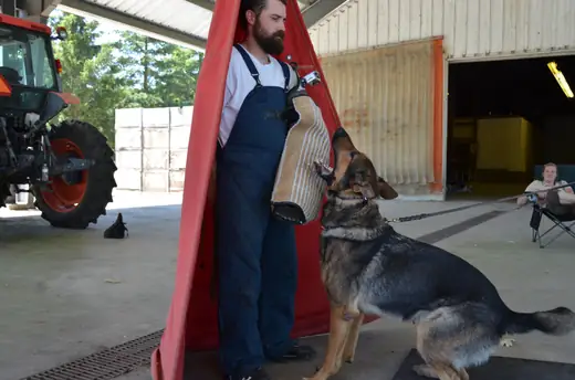 Working dog practicing controlled blind work during RVSC club training on July 7, 2012 — photo 04