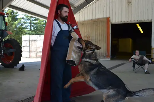 Working dog practicing controlled blind work during RVSC club training on July 7, 2012 — photo 05
