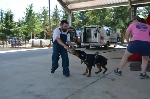 Working dog practicing controlled protection foundations during RVSC club training on July 7, 2012 — photo 01