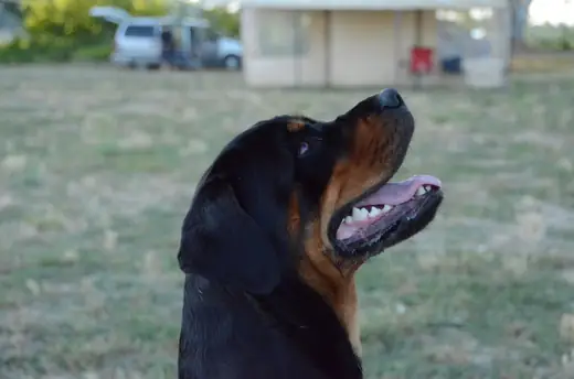 Rottweiler portrait during Rogue Valley Schutzhund Club training in July 2012 — photo 01