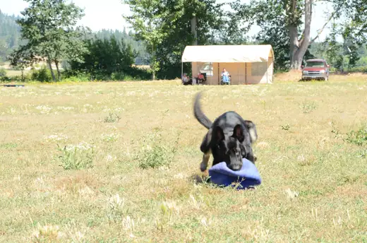 Working dog practicing drive and reward work during RVSC club training on July 7, 2012 — photo 01