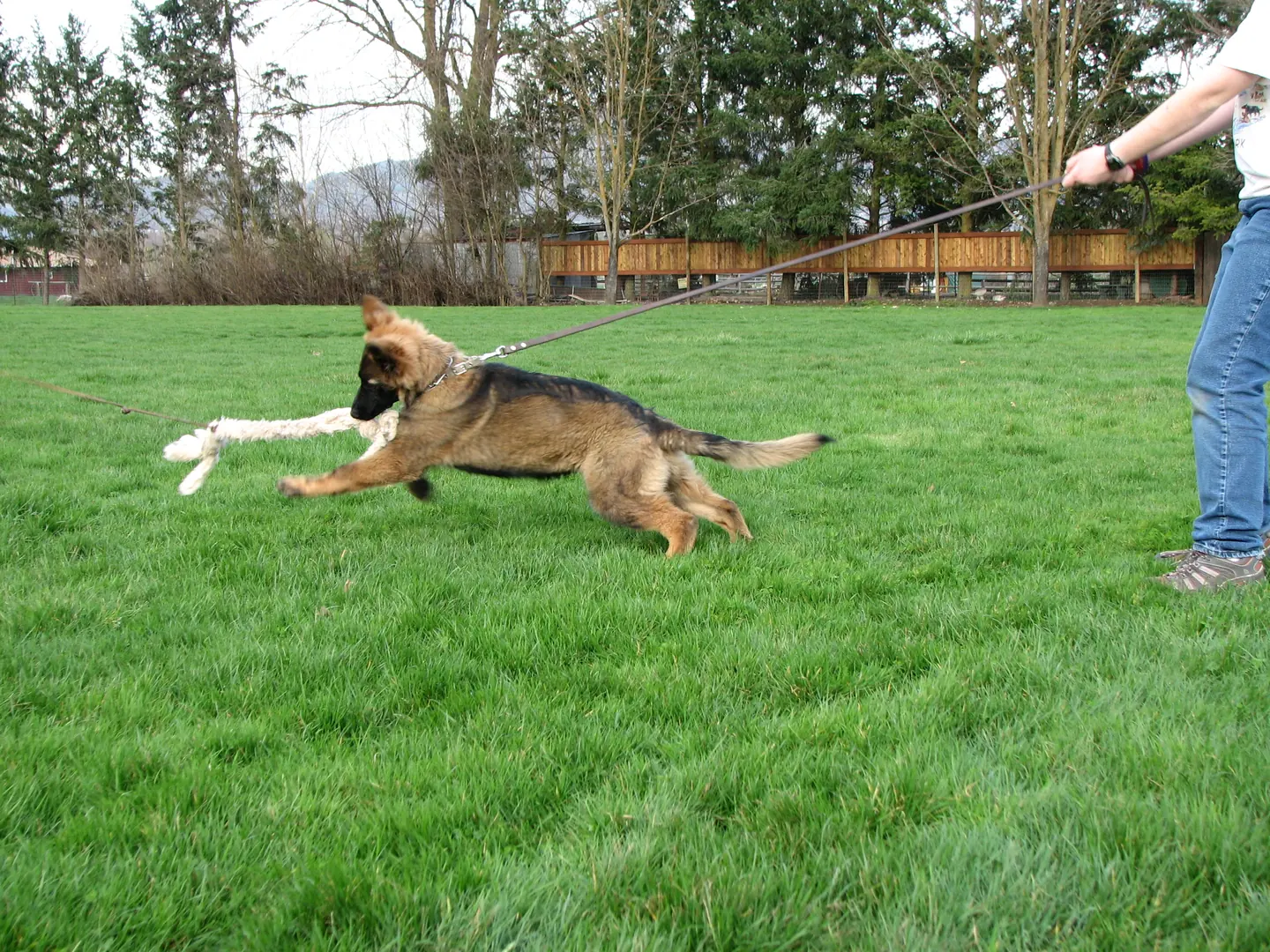 Young working dog practicing recall and reward play during RVSC club training in March 2007 — photo 02