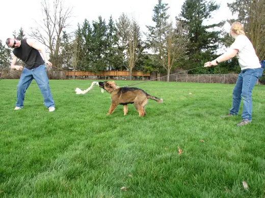 Young working dog practicing recall and reward play during RVSC club training in March 2007 — photo 01