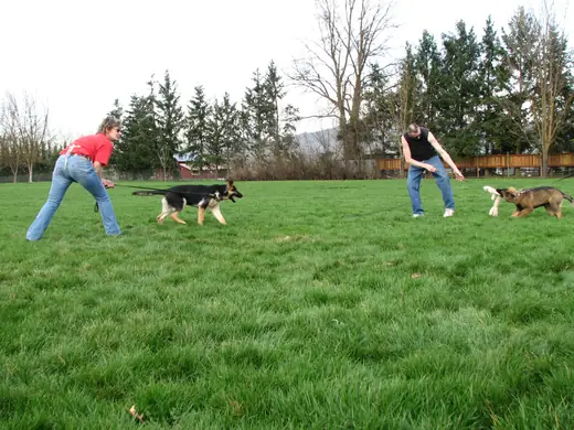 Young working dog practicing recall and reward play during RVSC club training in March 2007 — photo 03