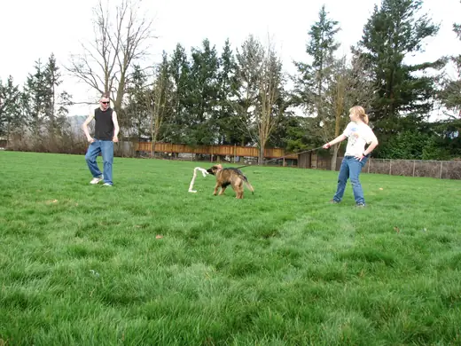 Young working dog practicing recall and reward play during RVSC club training in March 2007 — photo 04