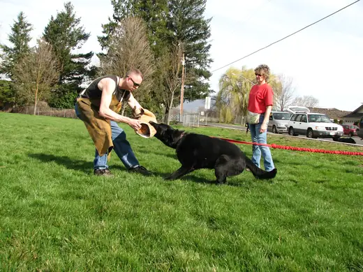 Working dog building tug engagement with a handler during RVSC club training in March 2007 — photo 01
